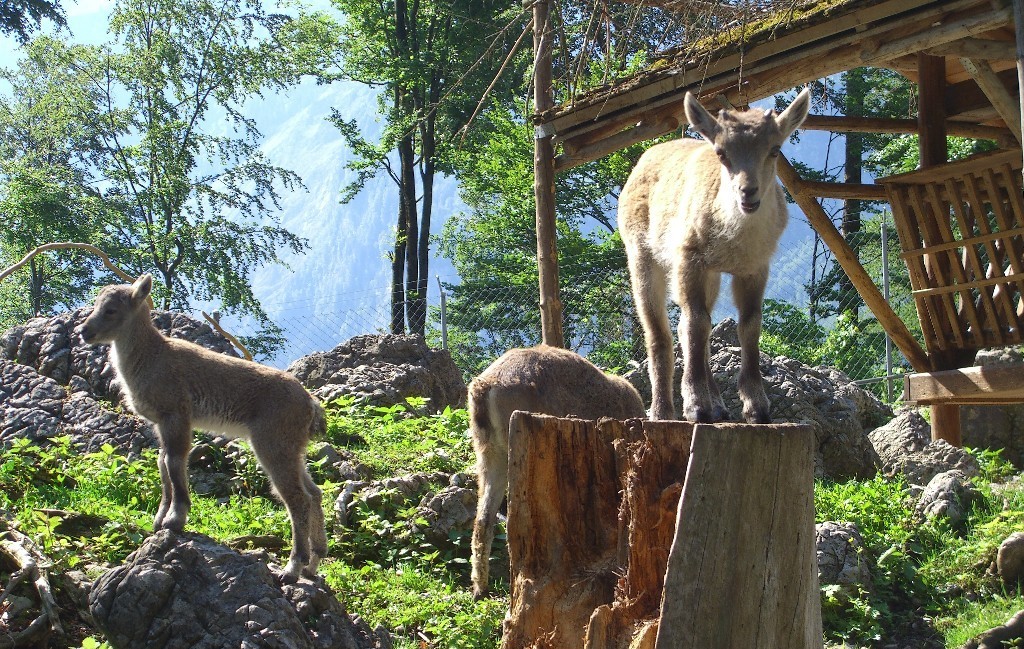 Een excursietip, vooral voor gezinnen met kinderen, is het Wildpark in Brienz.